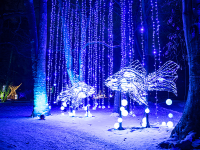 kurpark-lichterfest-bad-pyrmont-winter-2023-2024-lichtinstallation-fische-mit-lichterketten-©LUMAGICA